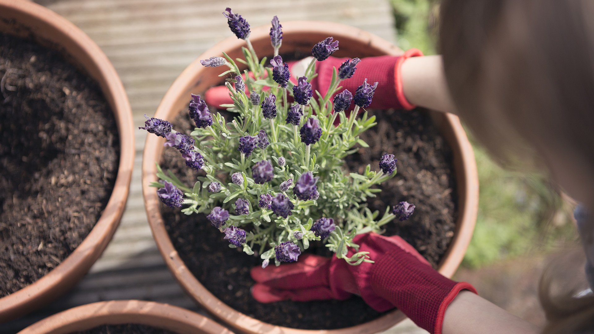 Image shows lavender, which is an easy plant for the garden