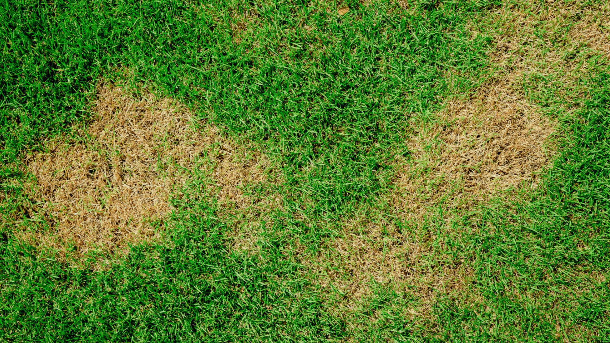 Image of yellow grass, lawn rust
